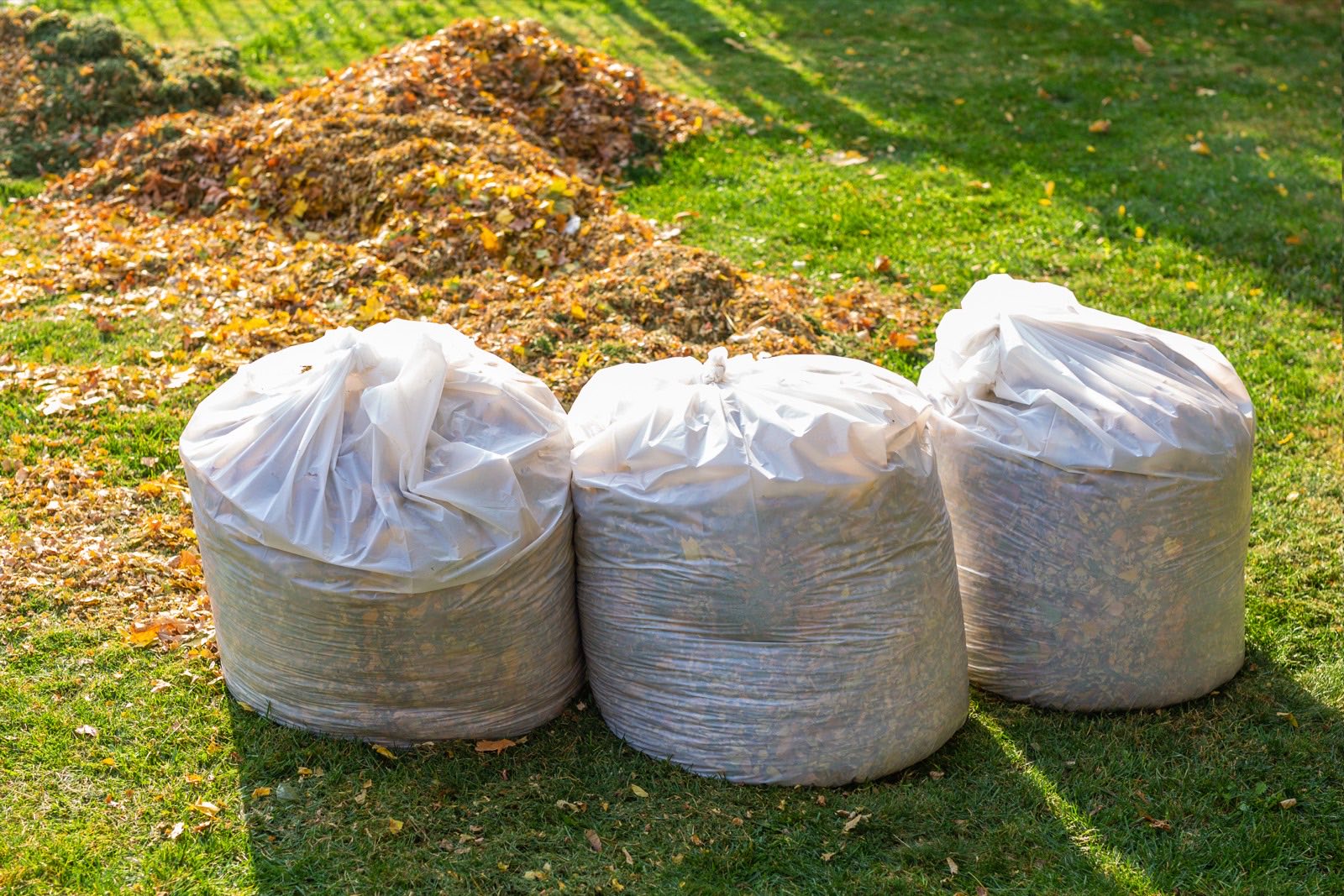 Tree branches and yard waste piled curbside